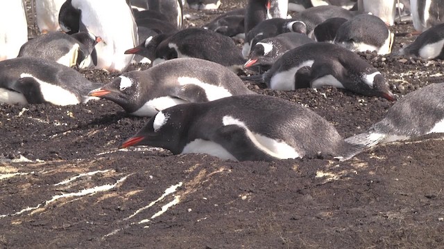 Gentoo Penguin - ML201846701