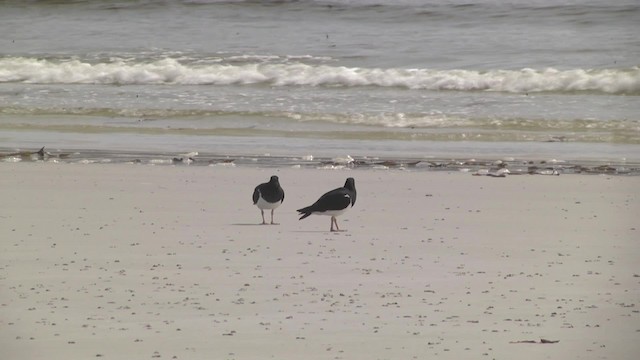 マゼランミヤコドリ - ML201846741