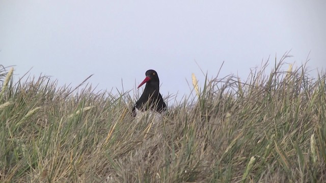 マゼランミヤコドリ - ML201846751