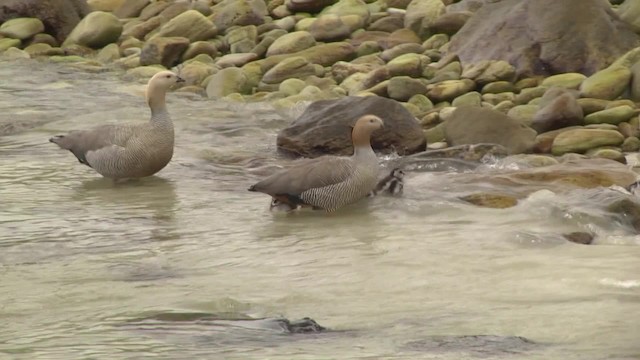 Cauquén Colorado - ML201846761