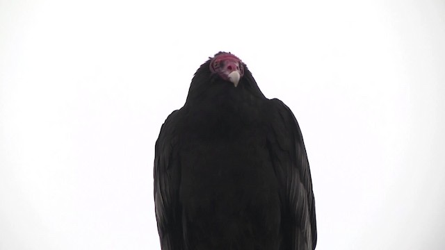 Turkey Vulture (South Temperate) - ML201846811