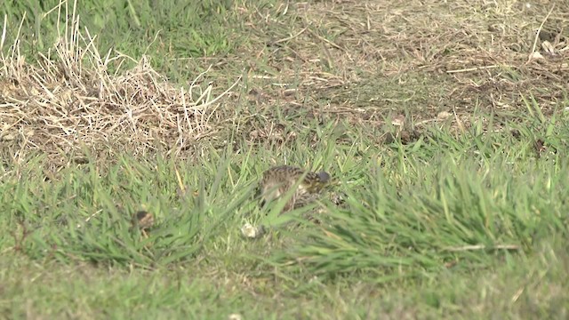 White-bridled Finch (Falkland) - ML201846841