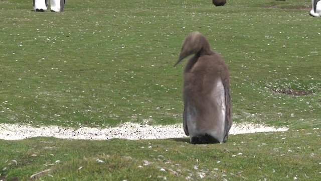 Королевский пингвин - ML201846871