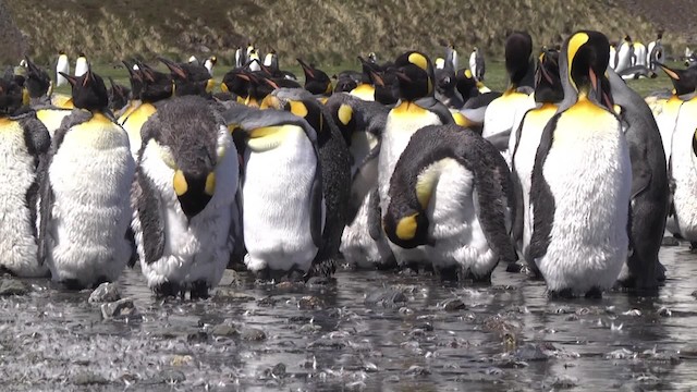 オウサマペンギン - ML201846891