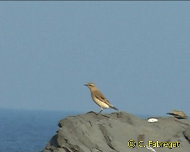 Northern Wheatear - ML201846981