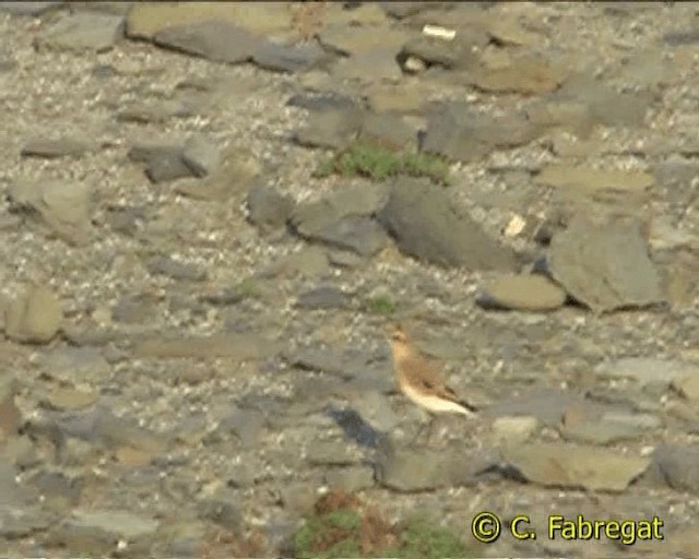 Northern Wheatear - ML201847001