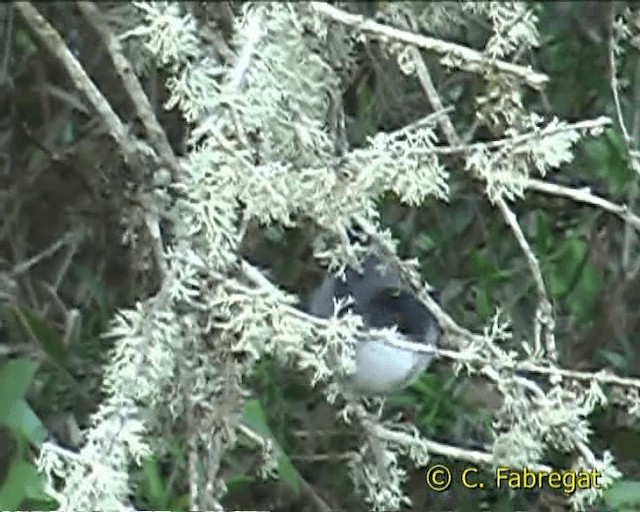 Sardinian Warbler - ML201847111