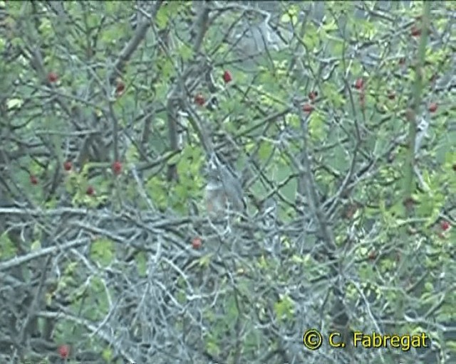 Dartford Warbler - ML201847161