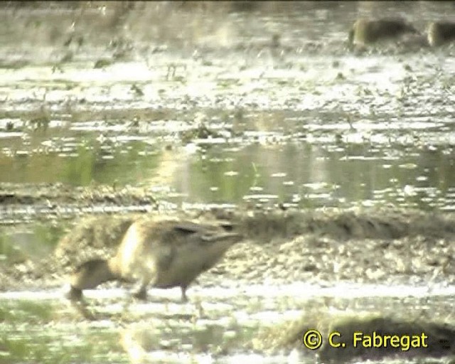 Zertzeta arrunta (eurasiarra) - ML201847181
