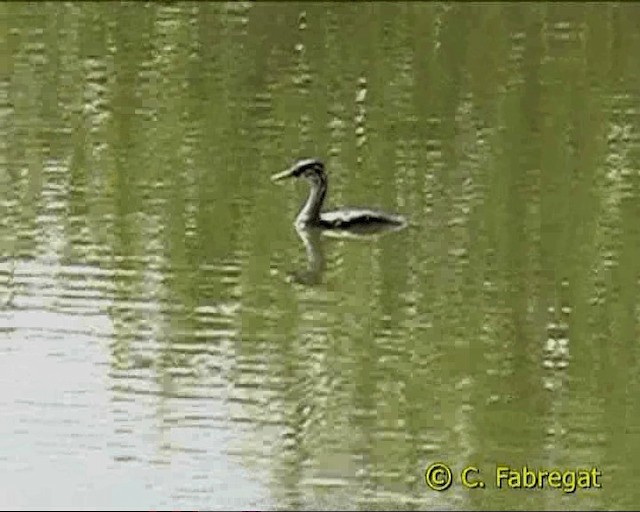 Great Crested Grebe - ML201847211