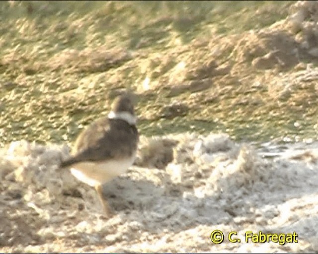 Little Ringed Plover (curonicus) - ML201847221