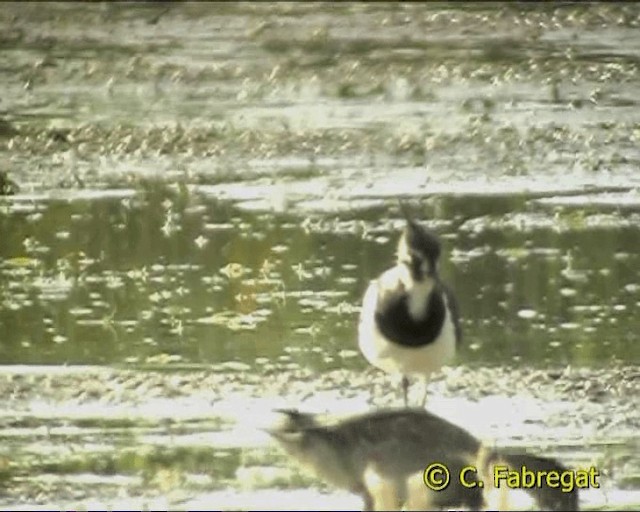 Northern Lapwing - ML201847241