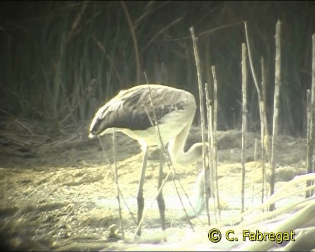 Greater Flamingo - ML201847251