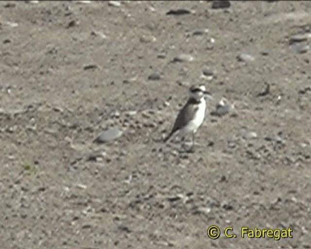 Kentish Plover (Kentish) - ML201847281