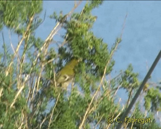 Common Firecrest - ML201847401