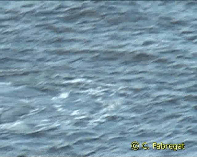 キアシセグロカモメ（atlantis） - ML201847461