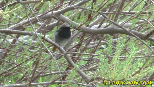 Colirrojo Tizón (gibraltariensis/aterrimus) - ML201847561