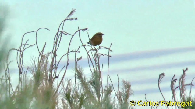 European Stonechat - ML201847581