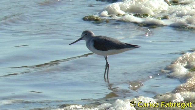 Common Greenshank - ML201847611