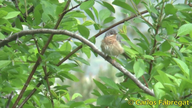 Western Subalpine Warbler - ML201847661