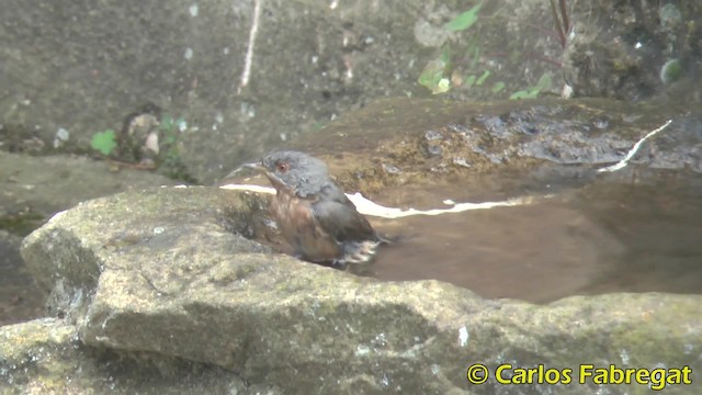 Curruca Carrasqueña Occidental - ML201847681