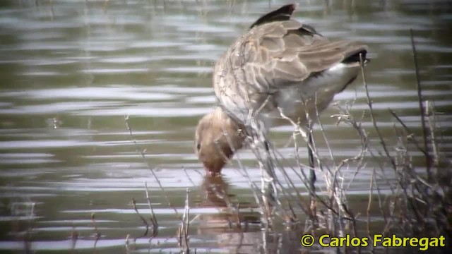 Black-tailed Godwit (limosa) - ML201847691