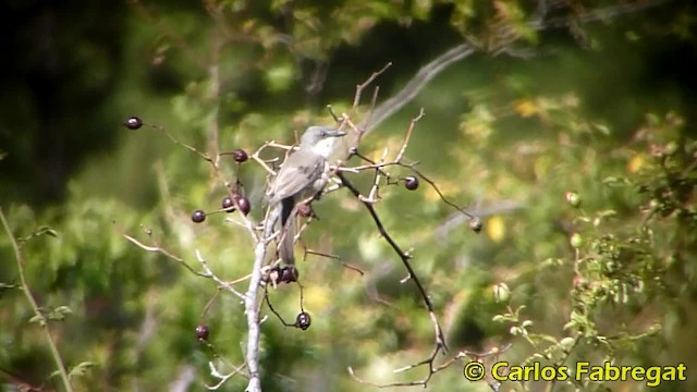 Curruca Mirlona Occidental - ML201847761