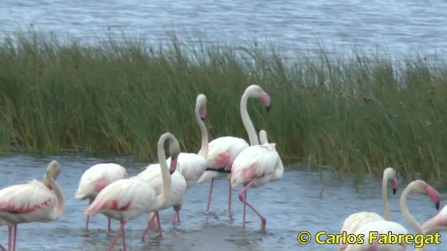 Greater Flamingo - ML201847901