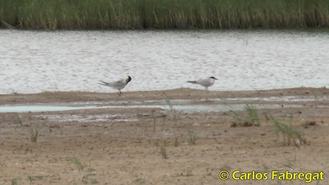 Gull-billed Tern - ML201847921