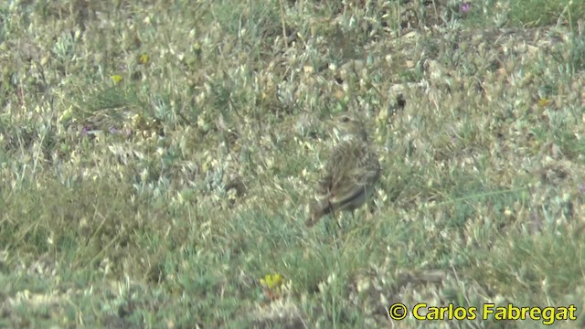 Eurasian Skylark (European) - ML201847931