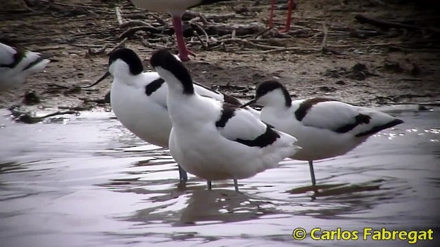 Pied Avocet - ML201847971