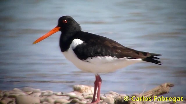 Eurasian Oystercatcher (Western) - ML201847981