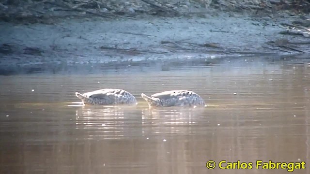 Marbled Duck - ML201848141