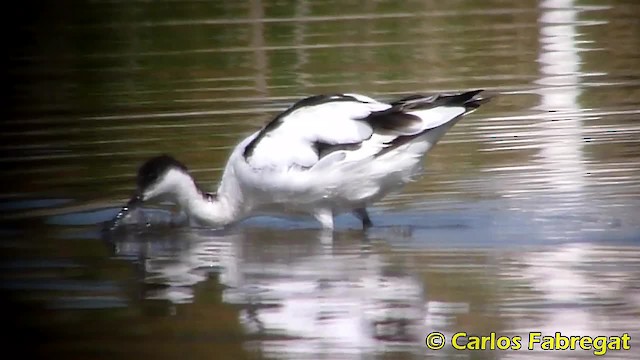 Avocette élégante - ML201848171