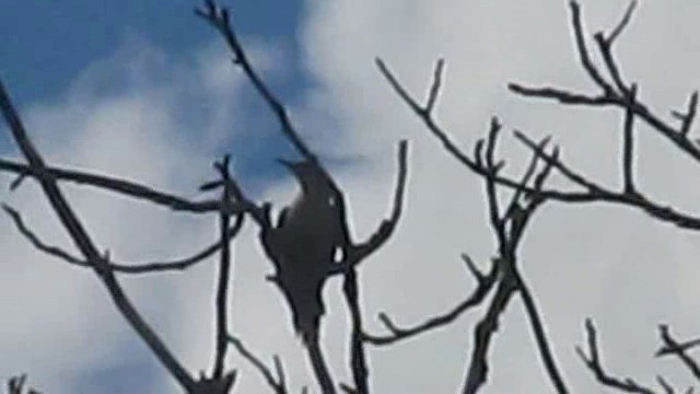 Gray-headed Woodpecker (Gray-headed) - ML201848571