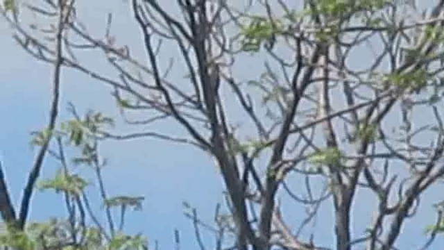 Gray-headed Woodpecker (Gray-headed) - ML201848581
