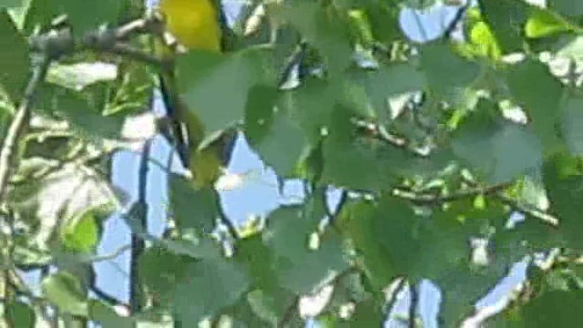 Eurasian Golden Oriole - ML201848861