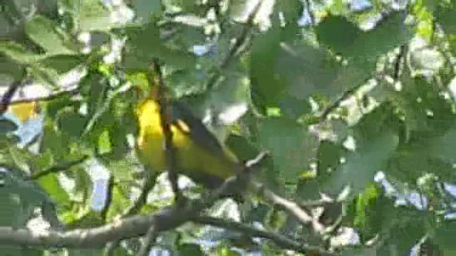 Eurasian Golden Oriole - ML201848871