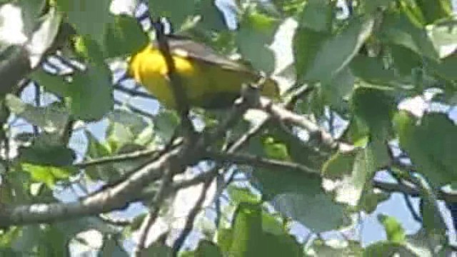 Eurasian Golden Oriole - ML201848881