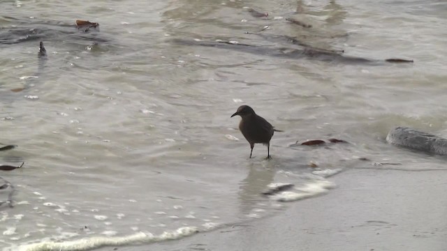 Karaca Sinklot (antarcticus) - ML201849031