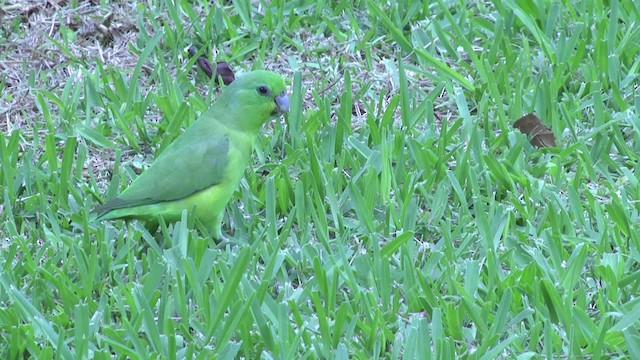 Cobalt-rumped Parrotlet - ML201849051