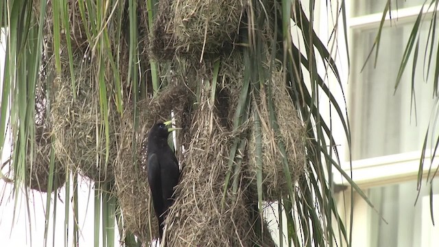 Red-rumped Cacique - ML201849061