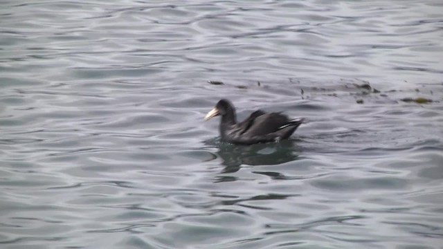 Southern Giant-Petrel - ML201849081