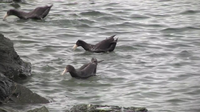 Southern Giant-Petrel - ML201849091