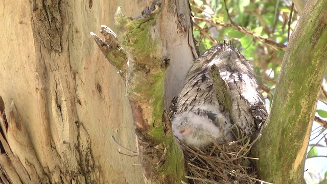 Tawny Frogmouth - ML201849111