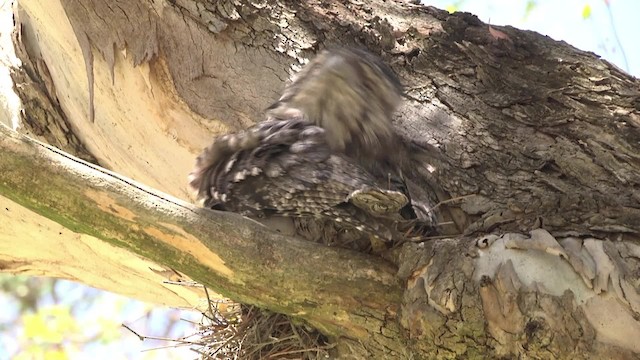 Tawny Frogmouth - ML201849161