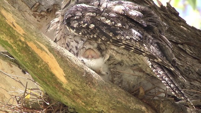 Tawny Frogmouth - ML201849171