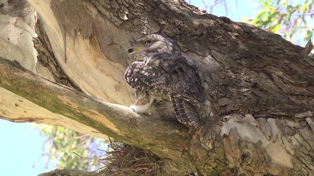 Tawny Frogmouth - ML201849181