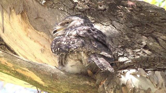 Tawny Frogmouth - ML201849191