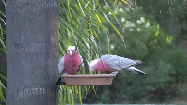 Cacatúa Galah - ML201849201